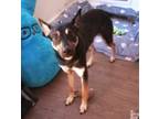 Adopt Oso a Black - with White German Shepherd Dog / Mixed dog in Pleasant