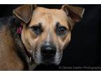Adopt Allie a Black German Shepherd Dog / Shar Pei / Mixed dog in Pittstown