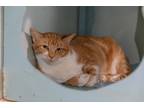 Adopt Yoda a Orange or Red Tabby Domestic Shorthair (short coat) cat in Chicago