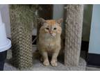 Adopt Tarzan a Orange or Red Tabby Domestic Shorthair (short coat) cat in