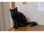 Adopt Nia a All Black Maine Coon (long coat) cat in Chicago, IL (34971412)