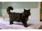 Adopt King Albert a Black (Mostly) Maine Coon (long coat) cat in Chicago