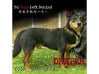Adopt Dexer 2038 a Black Border Collie / Mixed Breed (Medium) / Mixed dog in