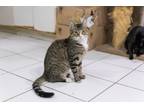 Adopt Mickey a Gray, Blue or Silver Tabby Domestic Shorthair (short coat) cat in