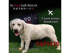 Adopt Captain8318 a White - with Tan, Yellow or Fawn Labrador Retriever / Mixed