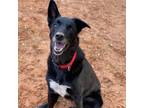 Adopt Kaeli a Black Shepherd (Unknown Type) / Collie / Mixed dog in Kanab