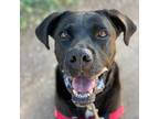 Adopt Sergeant Simon a Black Boxer / American Staffordshire Terrier / Mixed dog