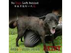 Adopt Skiny 8831 a Black Border Collie / Mixed Breed (Large) / Mixed dog in