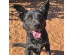 Adopt Vito a Black Shepherd (Unknown Type) / Border Collie / Mixed dog in Kanab