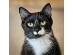 Adopt Mitzy a All Black Domestic Shorthair / Mixed cat in South Haven