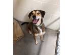 Adopt Leia a Brown/Chocolate - with Tan Shepherd (Unknown Type) / Mixed dog in