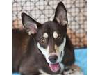 Adopt Caboodle a Brown/Chocolate Husky / Cattle Dog / Mixed dog in Kanab