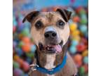 Adopt Dingo a Brown/Chocolate American Pit Bull Terrier / Mixed dog in Kanab