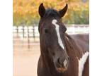 Adopt Tony a Grade / Mixed horse in Kanab, UT (21302714)
