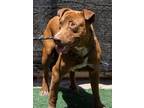 Adopt WILL a Brown/Chocolate - with White Mixed Breed (Medium) / Mixed dog in