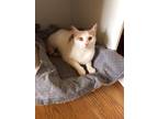 Adopt Lilly a Orange or Red Tabby Domestic Shorthair (short coat) cat in