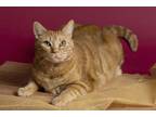 Adopt Cody a Orange or Red Domestic Shorthair / Mixed (short coat) cat in