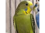 Adopt Quinoa a Parakeet - Other bird in Kanab, UT (34992087)