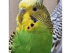 Adopt Yucca a Parakeet - Other bird in Kanab, UT (34992089)