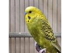Adopt Englemann a Parakeet - Other bird in Kanab, UT (34992090)