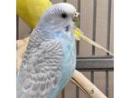 Adopt Beehive a Parakeet - Other bird in Kanab, UT (34992093)