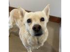 Adopt Dusk a White - with Tan, Yellow or Fawn Husky / Shepherd (Unknown Type) /