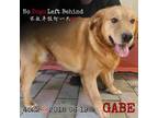 Adopt Gabe 4522 a Tan/Yellow/Fawn Golden Retriever / Mixed dog in Brooklyn