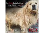 Adopt Ally 4536 a Tan/Yellow/Fawn Golden Retriever / Mixed dog in Brooklyn