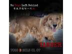 Adopt Tanner 9415 7038 a Tan/Yellow/Fawn Golden Retriever / Mixed dog in