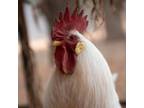 Adopt Reginald a Chicken bird in Kanab, UT (30402593)