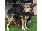 Adopt Shiloh 7702 a Black German Shepherd Dog / Mixed Breed (Medium) / Mixed dog