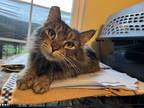 Adopt Lala a Brown Tabby Domestic Longhair (long coat) cat in Castro Valley