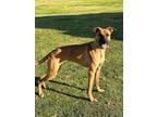 Adopt Scooby Doo a Black - with Brown, Red, Golden, Orange or Chestnut Boxer /