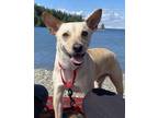 Adopt Hansel a Tan/Yellow/Fawn Labrador Retriever dog in Niagara On The Lake