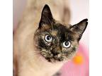 Adopt Haiku a White (Mostly) Siamese / Mixed cat in Kanab, UT (21088010)