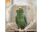 Adopt Dusty a Amazon bird in Kanab, UT (24490544)