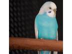 Adopt Axis a Parakeet - Other bird in Kanab, UT (36206828)
