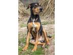 Adopt Mackey a Black Hound (Unknown Type) / Doberman Pinscher / Mixed dog in