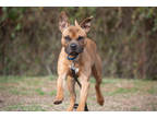 Adopt Mac a Tan/Yellow/Fawn Mixed Breed (Large) / Mixed dog in Georgetown