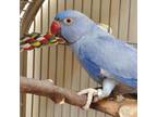Adopt Jonny Tsunami a Ringneck bird in Kanab, UT (34376533)