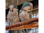 Adopt Luna a Parakeet - Quaker bird in Kanab, UT (32059673)