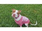 Adopt Zinnia a White - with Red, Golden, Orange or Chestnut American Pit Bull