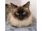 Adopt Juneau a White (Mostly) Siamese / Mixed cat in Kanab, UT (21088320)