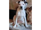 Adopt Bronson a White - with Black Mixed Breed (Medium) / Mixed dog in Poland