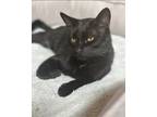 Adopt Dookie (REDUCED FEE) a Domestic Shorthair cat in Tracy, CA (37704781)