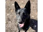 Adopt Merlin a Black German Shepherd Dog / Mixed dog in Middletown