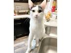 Adopt Paloma a White (Mostly) Domestic Shorthair (short coat) cat in Boise