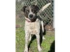 Adopt Osiris a Merle Catahoula Leopard Dog / Australian Cattle Dog / Mixed dog