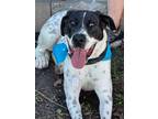 Adopt Jasper a Brown/Chocolate - with White Pointer / Mastiff / Mixed dog in