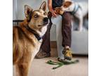 Adopt Abby Cadabby a Red/Golden/Orange/Chestnut Husky / Mixed dog in Kanab